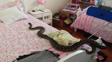 Horrifying moment a SNAKE bursts out of a bathroom light fitting - PHOTO+VIDEO