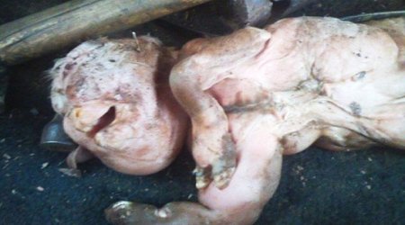 Why was this dead goat born with a head like a HUMAN baby's? - PHOTO
