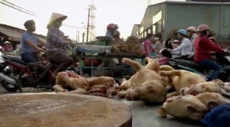 Inside the world of Vietnam's brutal dog-meat industry - PHOTO+VIDEO
