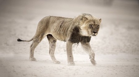 Stunning photos capture continent at its most wild and beautiful - PHOTO