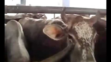 The disgusting treatment of dairy cows and their calves - VIDEO