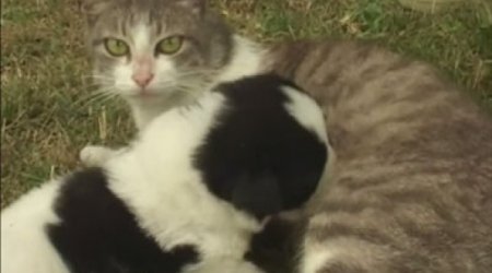 Bakıda heyvanlara sığınacaq tikilir