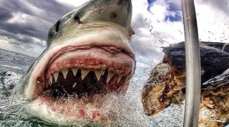 Is this the best shark picture EVER?