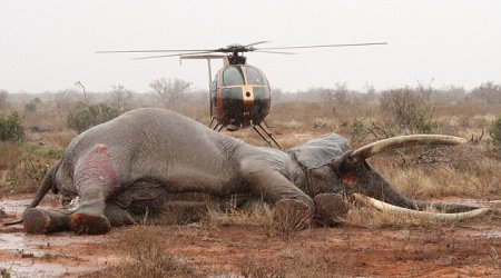 Saved from poachers - PHOTO+VIDEO
