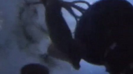 Attack of the giant squid - PHOTO+VIDEO