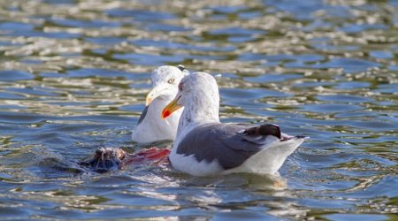 Killer seagull spotted drowning pigeons and EATING them - PHOTO+VIDEO