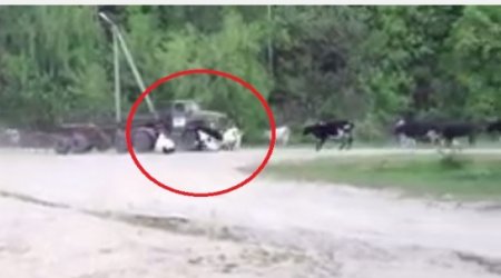 The Car Kills 10 Cows - VIDEO