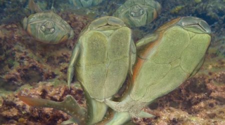 Ancient Scottish fish 'first to have sex' - BBC