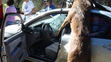 WARNING! Animals on the Road. Compilation - VIDEO