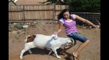 Crazy Ass Goat Terrorizes People in the streets - VIDEO