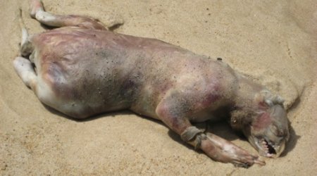 New 'Montauk Monster' spotted in Panama - PHOTO+VIDEO