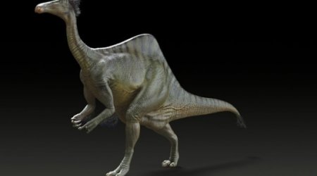 Mystery of dinosaur with giant arms solved