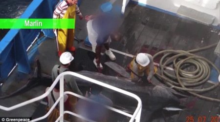 Greenpeace video shows horrific fishing methods used to catch fish - PHOTO+VIDEO
