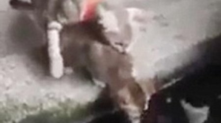 When fish strike back - PHOTO+VIDEO