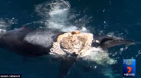 Man says he jumped ondead whale because he thought 'it would be funny' - PHOTO+VIDEO