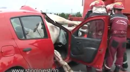 Accident horse in car - PHOTO+VIDEO