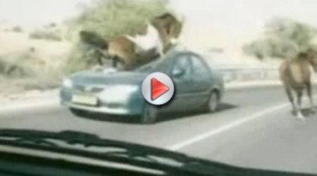 Horse runs over a car - VIDEO