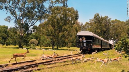 African animal-spotting on world's 'most luxurious train' - PHOTO