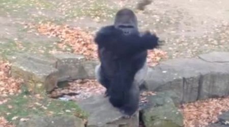 Angry ape throws rock at tourists - VIDEO