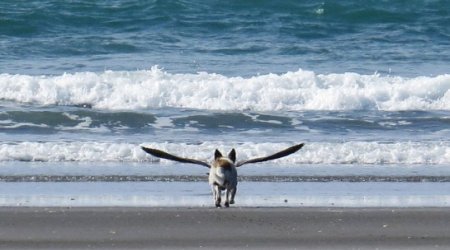 Is it a bird? Is it a dog?