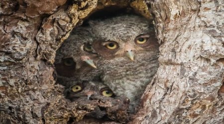 Owl be seeing you - PHOTO