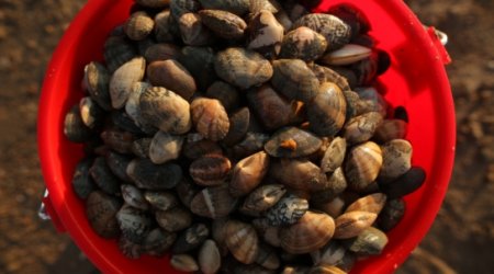 Bungling scientists kill world’s oldest creature