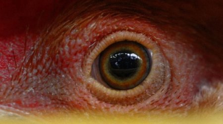 Bird flu strain infects human for 1st time