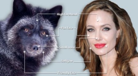Angelina really is a foxy lady