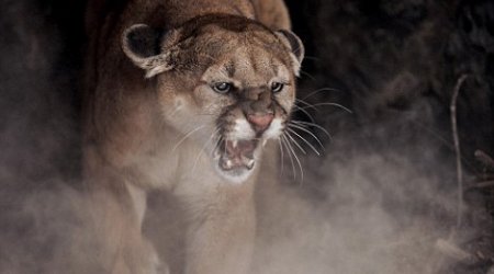 Tinseltown's most reclusive star is finally photographed - PHOTO