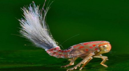 Bizarre bug that looks like a TROLL