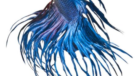 Phenomenal portraits of Siamese fighting fish - PHOTO