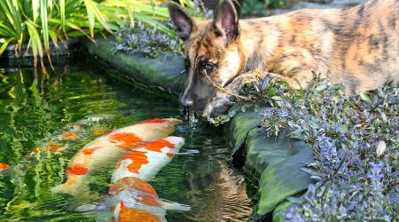 Dog sparks bizarre friendship with giant goldfish - PHOTO