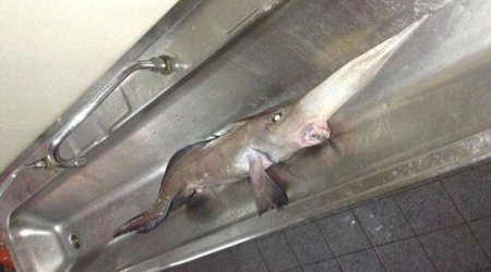 Long-nosed fish that lives 3,000ft below the ocean is caught PHOTO+VIDEO