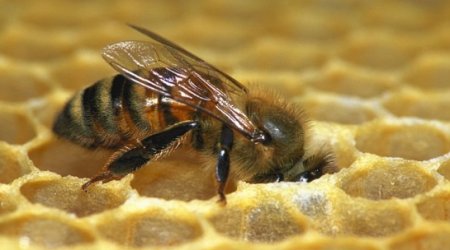 Can honey bees really be trained to detect cancer in ten minutes?