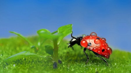 Photographer captures the tiny world of insects in crystal-clear detail - PHOTO