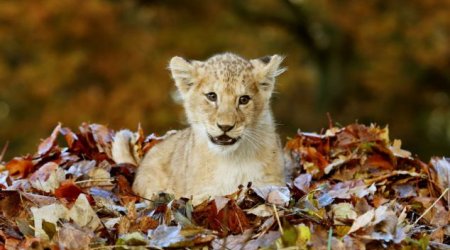 Adorable lion cub Karis loves playing with Autumn leaves - PHOTO