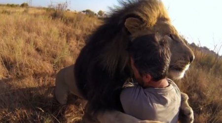 Lions - The New Endangered Species? - VIDEO