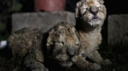 Lion cubs born in Gaza zoo die two days after birth
