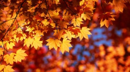 No rain forecast in Baku on Nov. 23