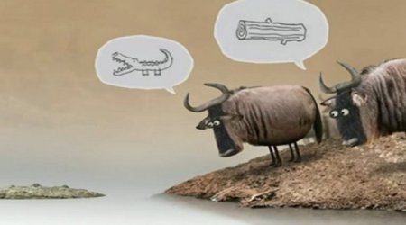 Crocodile or log? - FILM