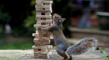 Squirrel ruins family’s game of Jenga while looking for popcorn - PHOTO