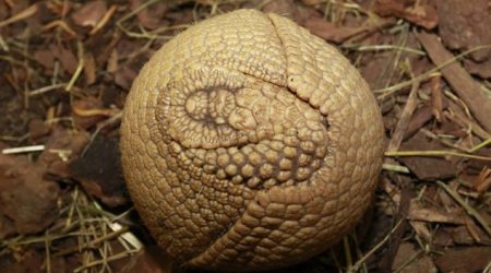 Shy baby armadillo finally opens up to greet the world - PHOTO