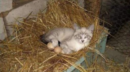 What are you doing there, cat? - PHOTO