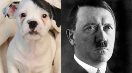 Patch the puppy is a dead ringer for the Fuhrer - PHOTO