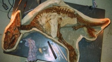 Perfectly preserved skeleton of a baby Chasmosaurus unearthed