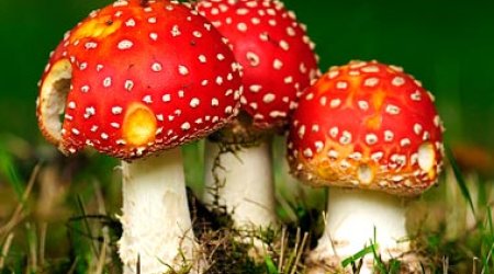 World's most dangerous foods - PHOTO