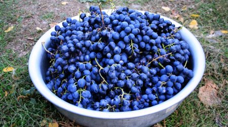 Grape harvesting in Azerbaijan - PHOTO