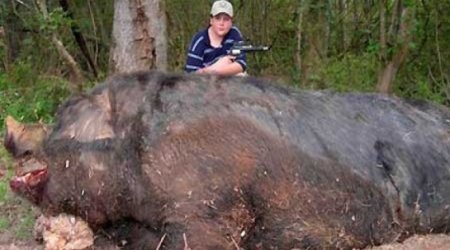 World’s largest pig – hogzilla II