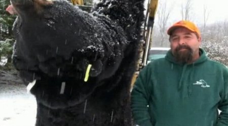 Hunter bags huge 772lb black bear in annual hunt - PHOTO