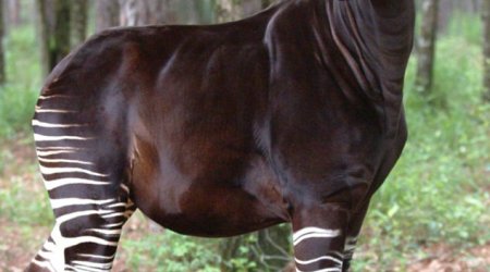 Shocking report reveals that 21,286 animal species are nearly extinct - PHOTO